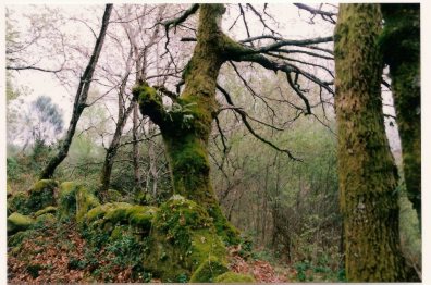Al ritmo de la naturaleza podemos ayudarte